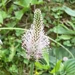 Plantago mediaBlüte