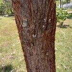 Grevillea robusta 树皮