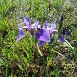 Iris setosa Квітка
