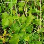 Plumbago zeylanica Ліст