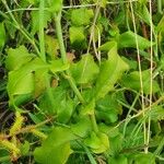 Plumbago zeylanica Folha