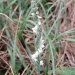 Spiranthes spiralisКвітка