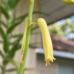 Aloe pendens Blüte