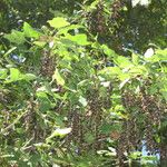 Ribes magellanicum Otro