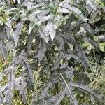 Solanum atropurpureum Habit