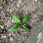 Allium ursinumLeaf