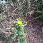 Grindelia subalpina Alkat (teljes növény)