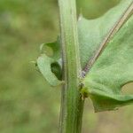 Crepis capillaris Лист