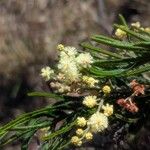 Acacia mearnsii Fleur