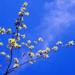 Acer pictum Leaf