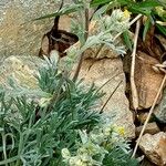 Artemisia umbelliformis Ŝelo