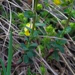 Euphorbia kerneri