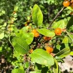 Shepherdia canadensis Ffrwyth