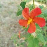 Pavonia missionum Λουλούδι