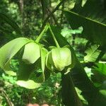 Mkilua fragrans Flower
