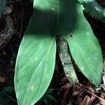Cercestis mirabilis Φύλλο