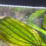 Echinodorus grandiflorus Folha