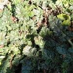 Erodium botrys Blatt