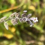 Myosotis discolor Fiore