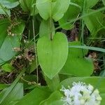 Maianthemum canadense Hoja