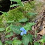 Commelina cyanea Hábito