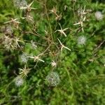 Lactuca perennis Fruit