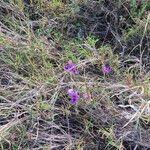 Vigna frutescens Blüte
