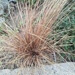 Carex buchananii Foglia