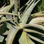 Aloe marlothii 整株植物