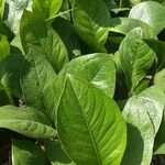 Anthurium jenmanii Leaf
