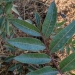 Pistacia × saportae Levél