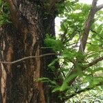 Metasequoia glyptostroboides Žievė