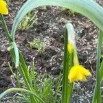 Narcissus gaditanus Habit