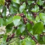 Pittosporum tenuifoliumपत्ता