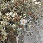 Frankenia corymbosa Flor
