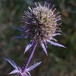 Eryngium planumFlor