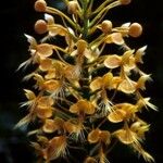 Platanthera ciliaris Flor