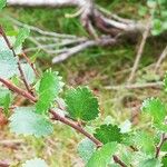 Betula nana Leaf