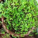 Asparagus asparagoides Blatt