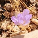 Crocus versicolorFlower