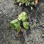 Phlomoides tuberosa Habitus