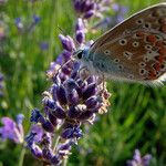 Lavandula angustifoliaKvět