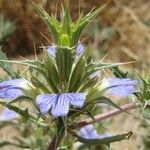 Blepharis obmitrata Blüte