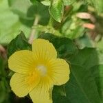 Malachra capitata Maua
