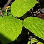 Rubus vestitus Hostoa