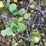 Betula humilis Leaf