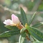 Rhododendron pubescens Otro