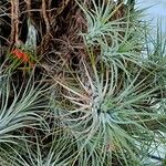 Tillandsia andreana Blatt