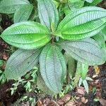 Miconia tschudyoides Blad