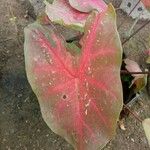 Caladium bicolorBlatt